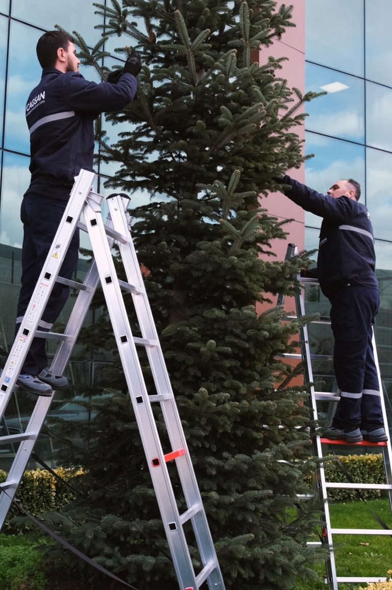 Dos operarios sobre las escaleras del andamio Brandon podando un árbol